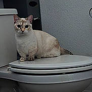 Ruby joined the competition — help win amazing prizes! animal, bathroom, cat, cream, curious, ears, feline, floor, fur, household, indoor, looking, pet, plumbing, sitting, toilet, toilet_seat, wall, whiskers, white