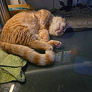 Jack is registered to the contest to win money with this photo: cat, orange_tabby, sleeping, curled_up, glass_table, paw, tail, towel, indoor, cozy, feline, resting, pet, whiskers, pink_nose, fur, domestic_animal, relaxed, animal, household