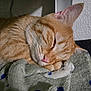 Jack is registered to the contest to win money with this photo: cat, sleeping, orange_tabby, fur, blanket, cozy, pet, indoor, close_up, whiskers, pink_nose, relaxed, paw, soft_texture, resting, animal, cute, domestic_cat, quiet, peaceful