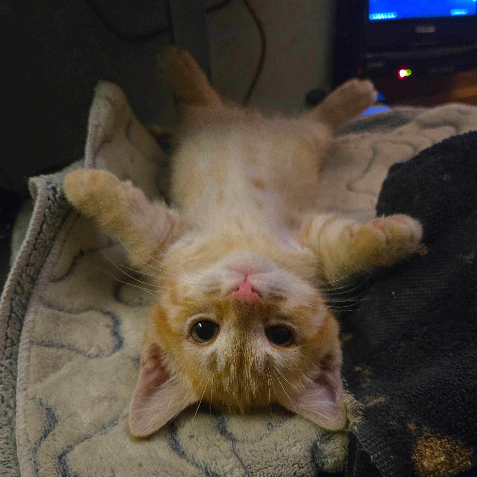 Jack is registered to the contest to win money with this photo: abyssinian, animal, architecture, blanket, cat, computer, computerhardware, computerkeyboard, couch, electronics, entertainmentcenter, furniture, hardware, kitten, manx, monitor, pet, screen, tv, wood