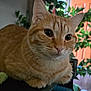 Jack is registered to the contest to win money with this photo: cat, orange_tabby, indoor, close_up, pet, animal, whiskers, ears, fur, green_plants, door, curious, face, domestic_cat, resting, feline, cute, eyes, home, cozy