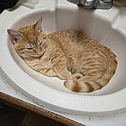 Jack is registered to the contest to win money with this photo: animal, bathroom, cat, cleaning_products, countertop, curled_up, domestic, ears, faucet, fur, indoor, orange_cat, pet, relaxed, resting, sink, sleepy, tail, whiskers, white