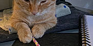 Jack joined the competition — help win amazing prizes! cat, orange_tabby, pencil, notebook, blanket, table, fur, paw, indoor, closeup, writing_instrument, stationery, pet, cute, animal, domestic_cat, focused, resting, feline, desk