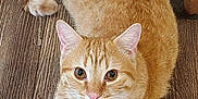 Jack joined the competition — help win amazing prizes! cat, ginger_cat, pet, animal, feline, cute, indoor, wooden_floor, relaxed, paws, ears, whiskers, fur, mammal, domestic_animal, laying_down, looking_up, pink_nose, tabby, alert