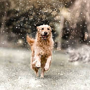 Rhapsodie a rejoint le concours — aidez-le/la à gagner de superbes lots ! dog, golden_retriever, running, outdoor, snow, grass, happy, pet, animal, nature, winter, fur, playful, canine, mammal, motion, daytime, blur, background, energetic