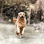 dog, golden_retriever, running, outdoor, snow, grass, happy, pet, animal, nature, winter, fur, playful, canine, mammal, motion, daytime, blur, background, energetic