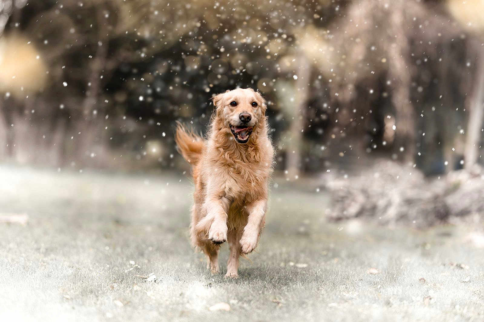 Rhapsodie a rejoint le concours — aidez-le/la à gagner de superbes lots ! dog, golden_retriever, running, outdoor, snow, grass, happy, pet, animal, nature, winter, fur, playful, canine, mammal, motion, daytime, blur, background, energetic