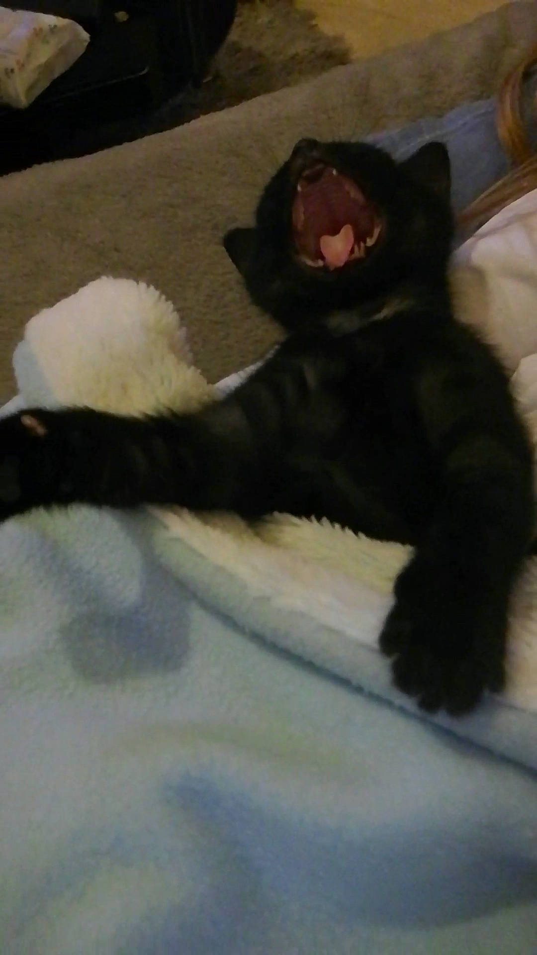 Orea participe au concours pour gagner de l'argent avec cette photo : black_cat, canidae, carnivore, cat, claw, comfort, dog_breed, domestic_short_haired_cat, felidae, foot, fur, linens, paw, small_to_medium_sized_cats, snout, sporting_group, stuffed_toy, tail, terrestrial_animal, whiskers