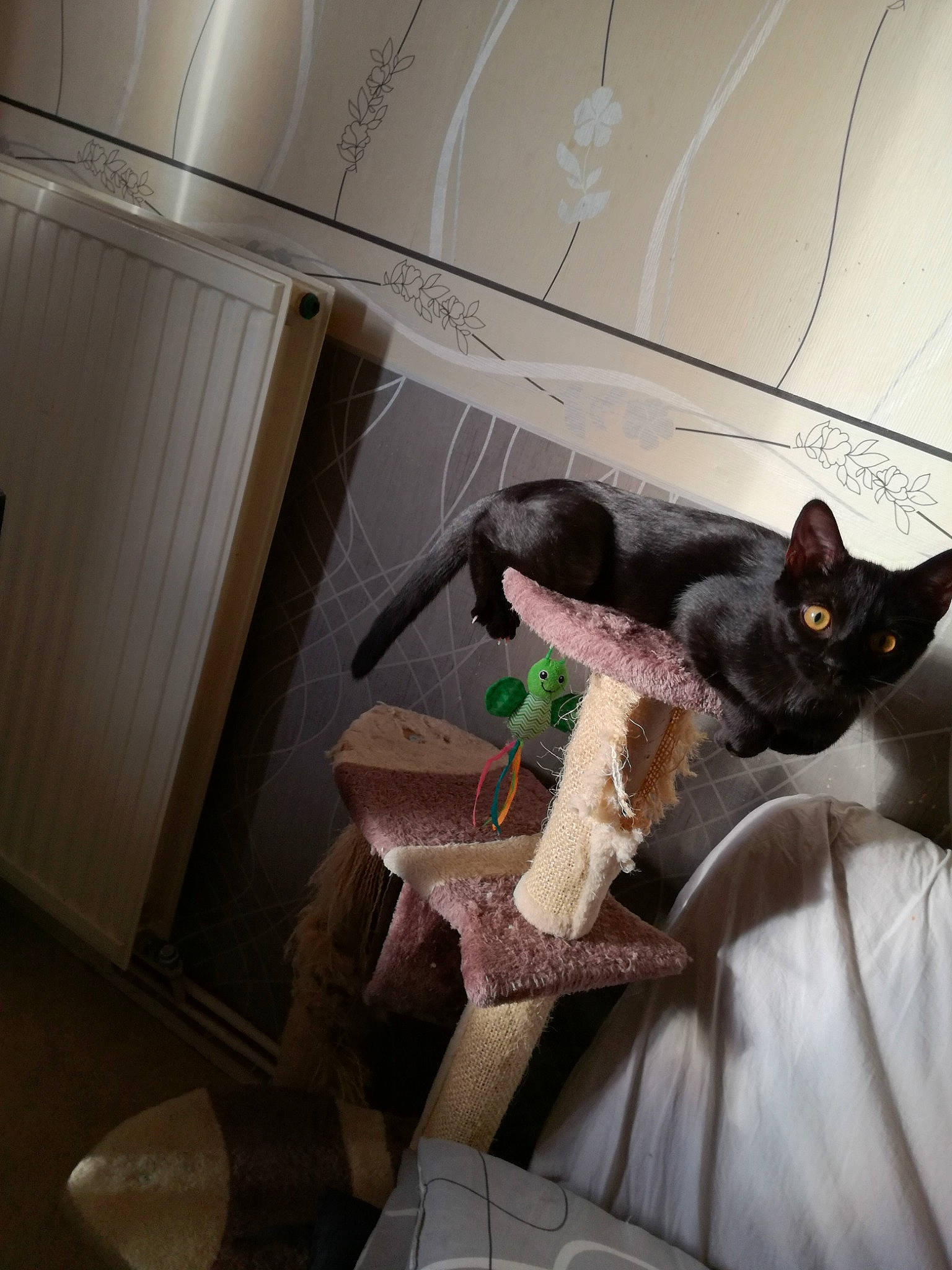 Orea a rejoint le concours — aidez-le/la à gagner de superbes lots ! air_travel, airline, auto_part, automotive_design, cat, ceiling, comfort, couch, domestic_short_haired_cat, felidae, flooring, fur, linens, luxury_vehicle, room, sitting, small_to_medium_sized_cats, tail, vehicle_door, whiskers