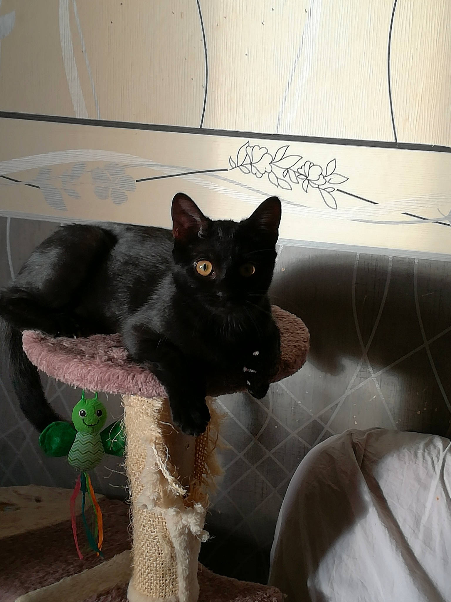 Orea participe au concours pour gagner de l'argent avec cette photo : black_cat, bombay, carnivore, cat, chair, claw, comfort, domestic_short_haired_cat, felidae, flooring, fur, grey, havana_brown, paw, plant, small_to_medium_sized_cats, snout, tail, tints_and_shades, whiskers