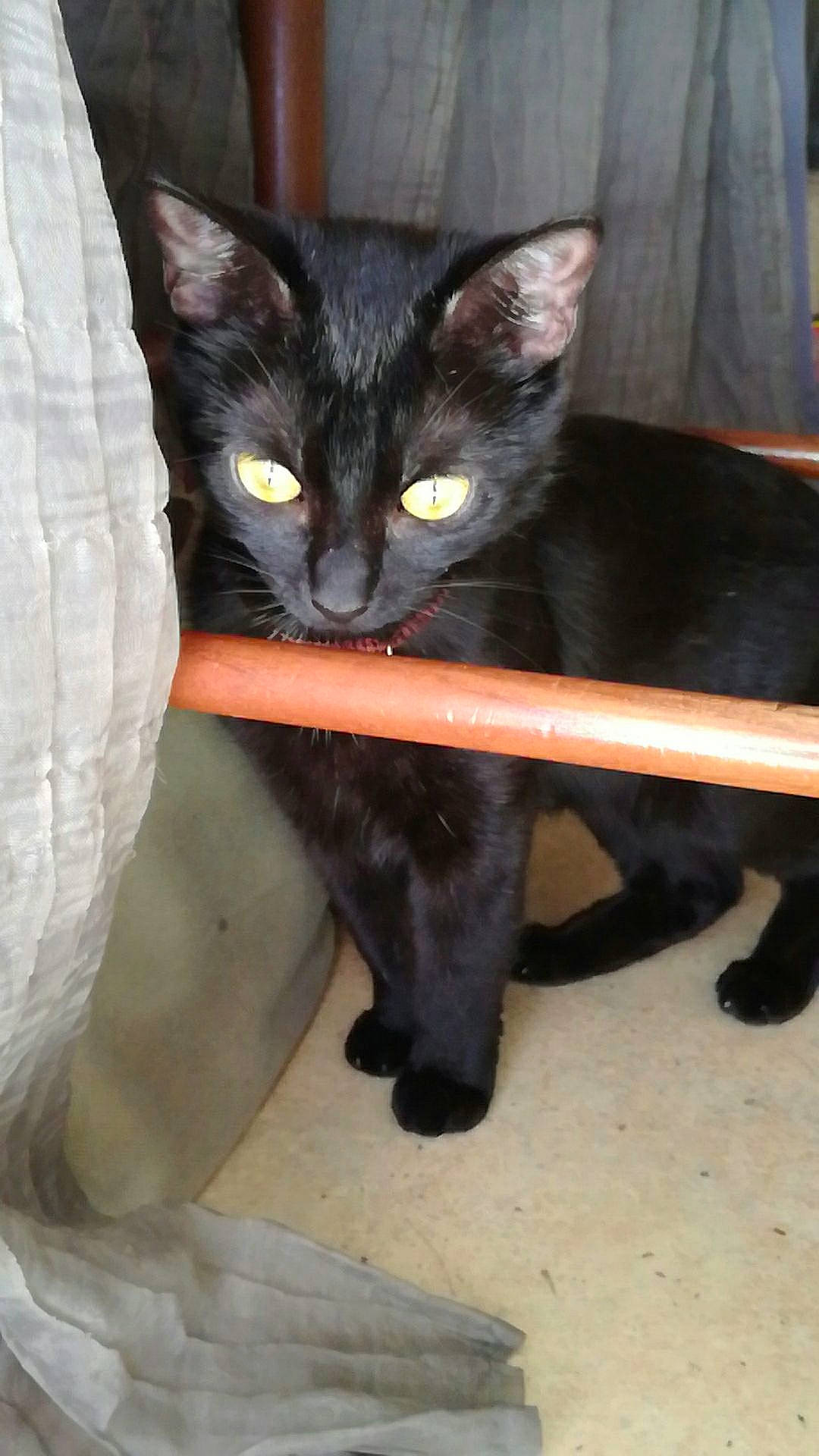 Orea a rejoint le concours — aidez-le/la à gagner de superbes lots ! black_cat, bombay, carnivore, cat, claw, comfort, domestic_short_haired_cat, eye, felidae, foot, fur, havana_brown, human_leg, leg, sitting, small_to_medium_sized_cats, snout, tail, terrestrial_animal, whiskers