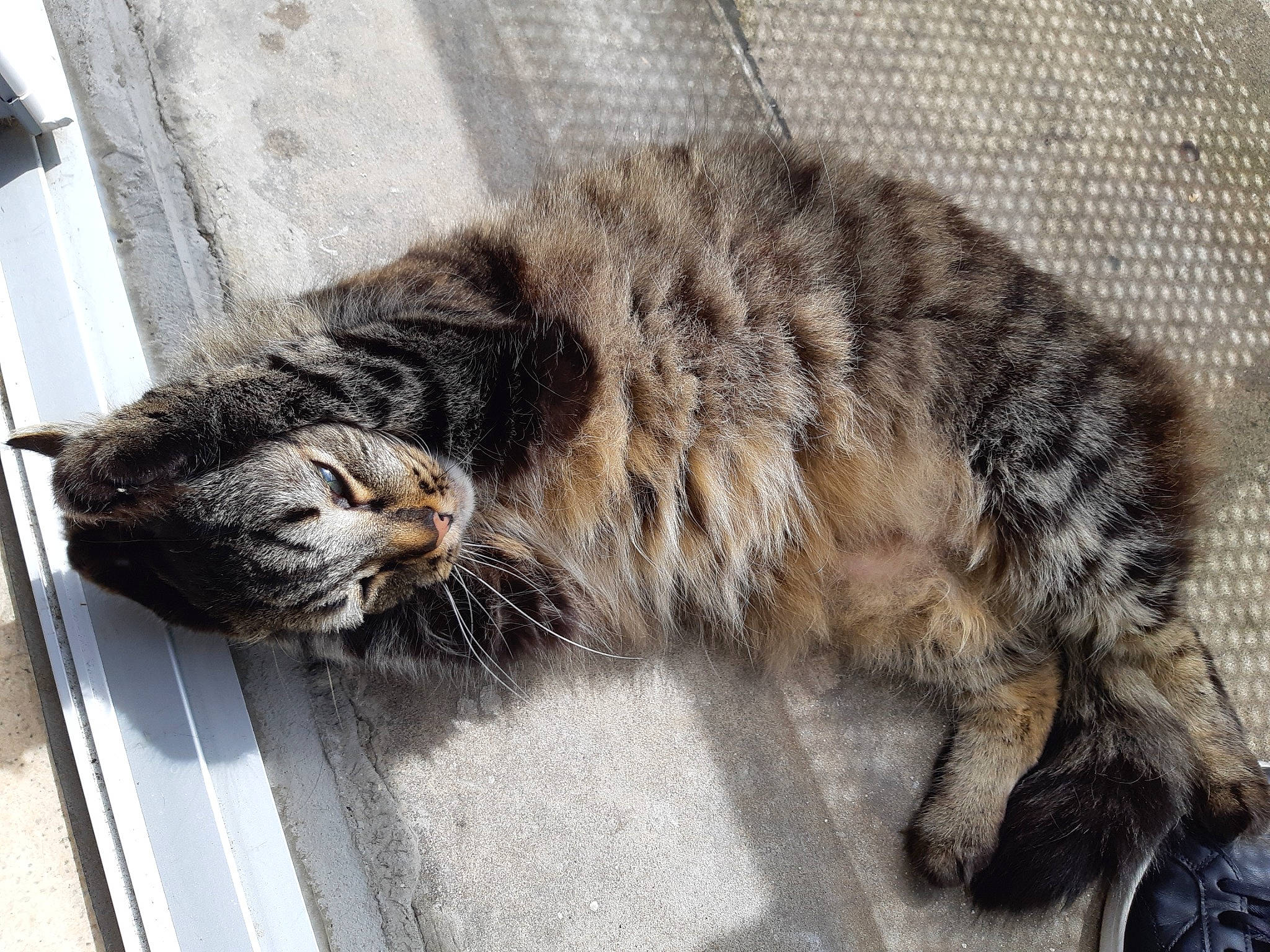 Guizmo participe au concours pour gagner de l'argent avec cette photo : carnivore, cat, claw, comfort, domestic_short_haired_cat, felidae, fur, nap, paw, selkirk_rex, sleep, small_to_medium_sized_cats, snout, tail, terrestrial_animal, whiskers