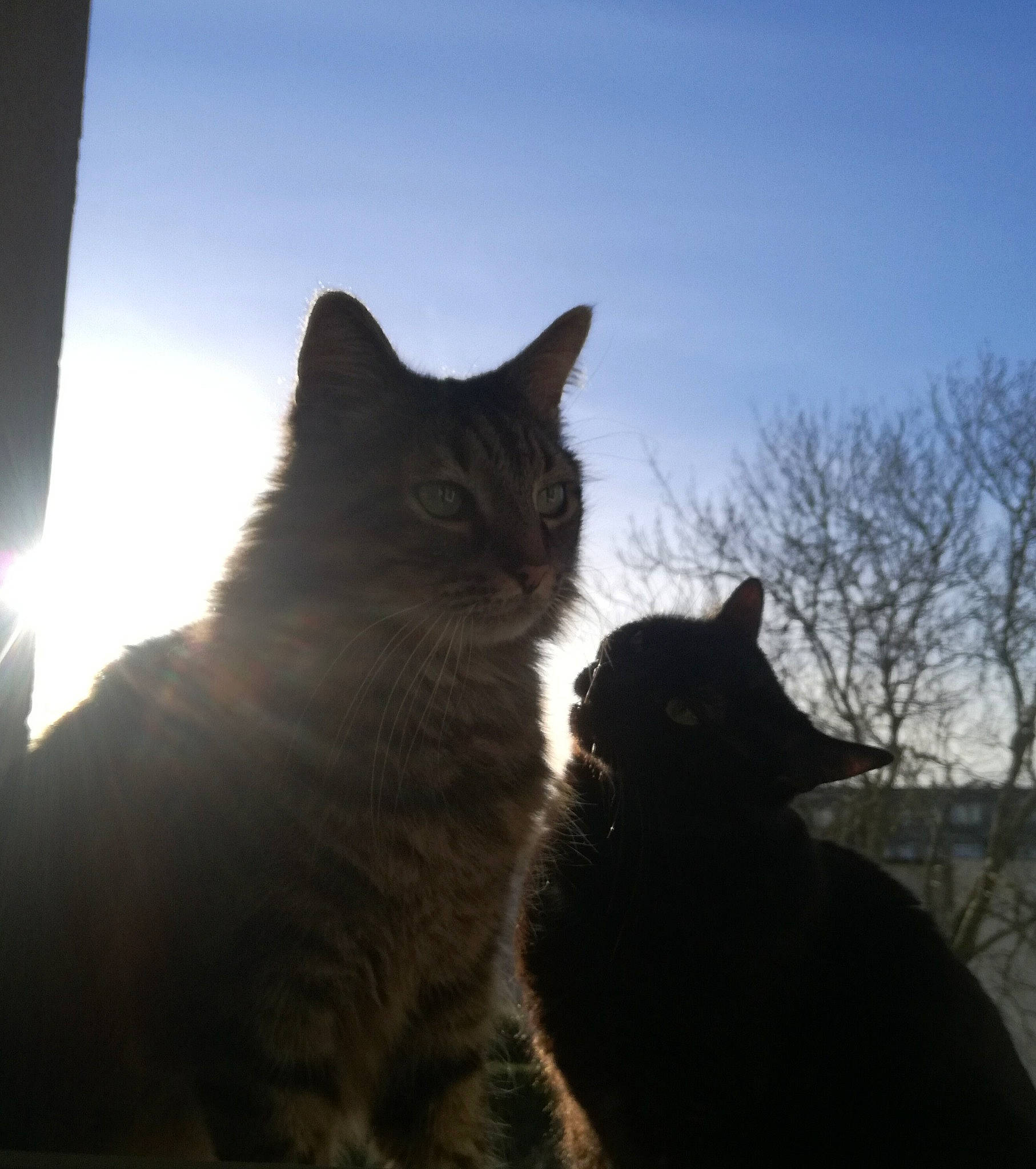 Guizmo a rejoint le concours — aidez-le/la à gagner de superbes lots ! black_cat, carnivore, cat, cloud, domestic_short_haired_cat, evening, felidae, fur, grass, grey, light, sky, small_to_medium_sized_cats, snout, tail, tints_and_shades, tree, whiskers, winter, wood