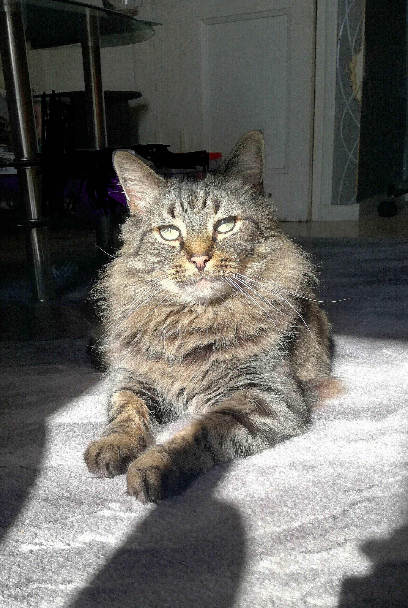 Guizmo participe au concours pour gagner de l'argent avec cette photo : carnivore, cat, claw, domestic_short_haired_cat, door, felidae, flooring, fur, grey, paw, plant, road_surface, sitting, small_to_medium_sized_cats, snout, street, tail, terrestrial_animal, whiskers, wood