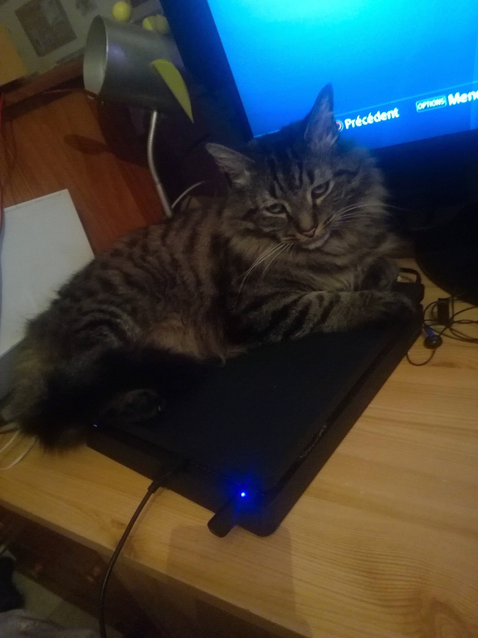 Guizmo a rejoint le concours — aidez-le/la à gagner de superbes lots ! carnivore, cat, comfort, computer, computer_hardware, domestic_short_haired_cat, electric_blue, electronic_device, felidae, gadget, input_device, lap, laptop, netbook, output_device, peripheral, personal_computer, plant, small_to_medium_sized_cats, whiskers