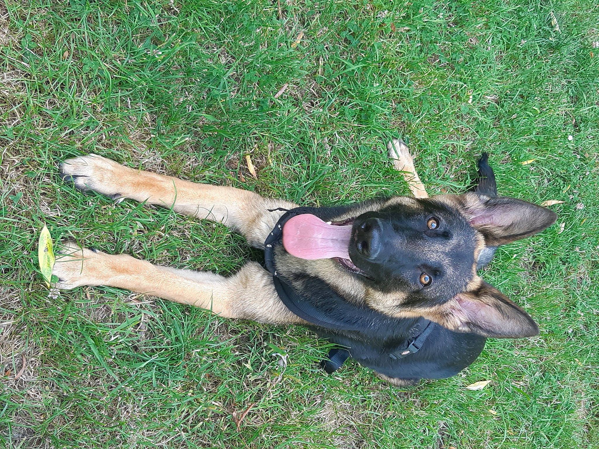 Jack a rejoint le concours — aidez-le/la à gagner de superbes lots ! canidae, carnivore, companion_dog, dog, dog_breed, fawn, foot, grass, groundcover, guard_dog, non_sporting_group, paw, plant, snout, sporting_group, tail, working_animal, working_dog