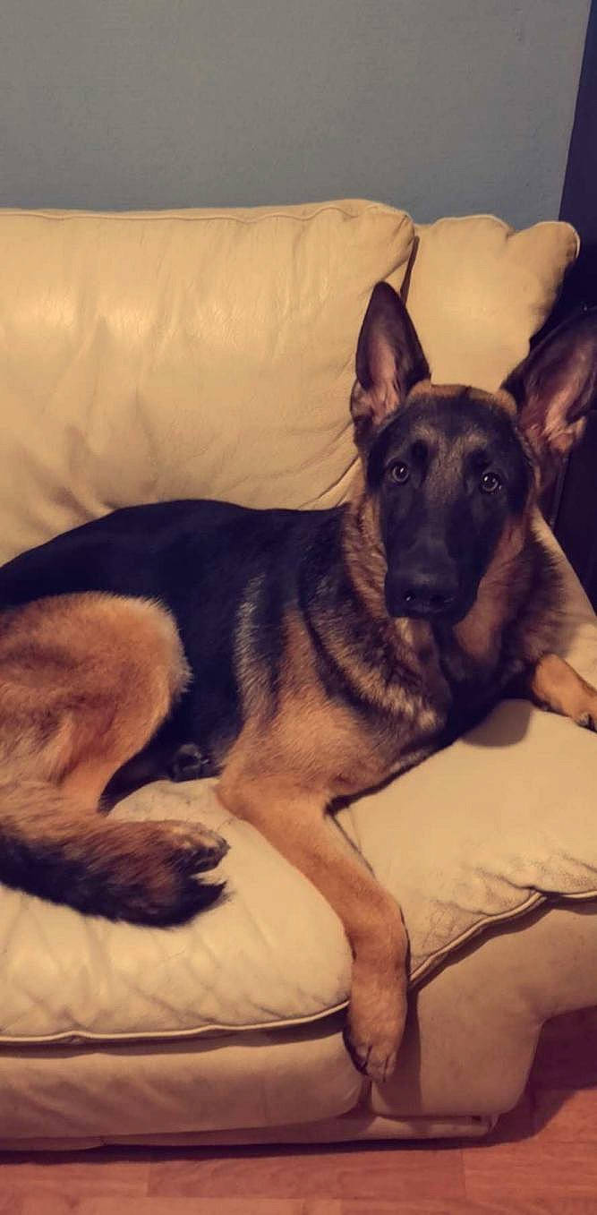 Jack participe au concours pour gagner de l'argent avec cette photo : canidae, carnivore, comfort, companion_dog, dog, dog_breed, ear, east_european_shepherd, fawn, fur, german_shepherd_dog, guard_dog, herding_dog, king_shepherd, old_german_shepherd_dog, paw, snout, sporting_group, whiskers, working_dog