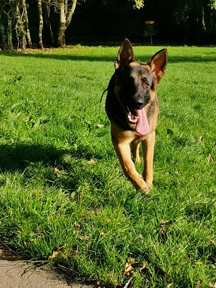 Jack a rejoint le concours — aidez-le/la à gagner de superbes lots ! bull_and_terrier, bulldog, canidae, carnivore, companion_dog, dog, dog_breed, fawn, grass, green, groundcover, happy, lawn, people_in_nature, plant, snout, sporting_group, tail, terrier, tree