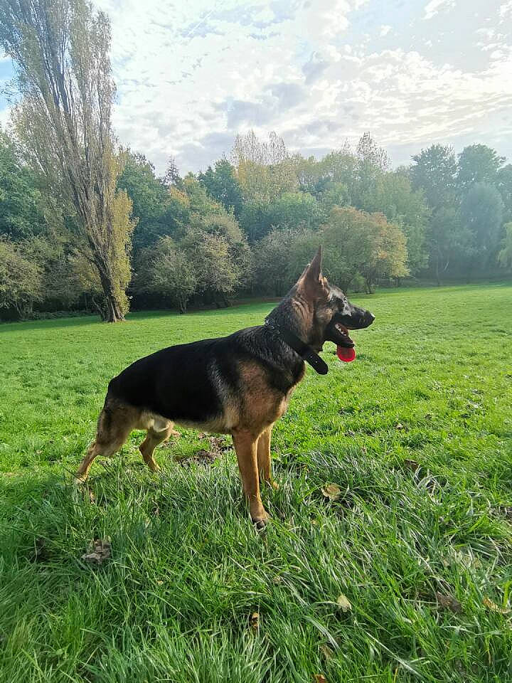 Jack participe au concours pour gagner de l'argent avec cette photo : canidae, carnivore, cloud, companion_dog, dog, dog_breed, east_european_shepherd, german_shepherd_dog, grass, grassland, herding_dog, king_shepherd, landscape, old_german_shepherd_dog, plant, sky, snout, sporting_group, tree, working_animal