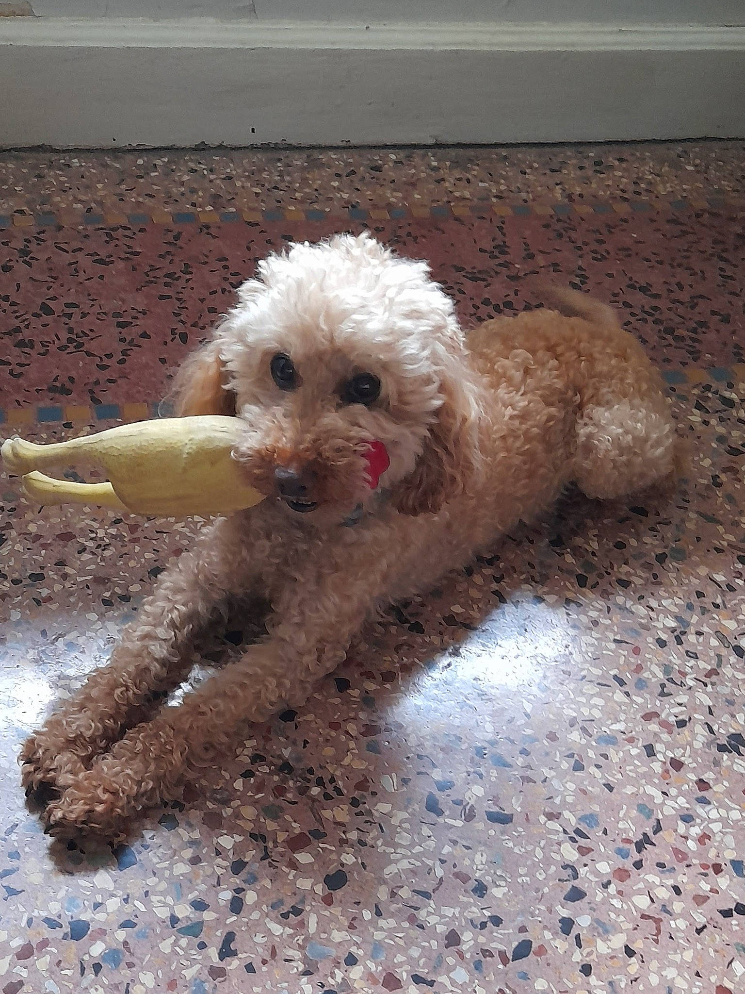 Icare participe au concours pour gagner de l'argent avec cette photo : carnivore, cockapoo, companion_dog, dog, dog_breed, dog_supply, goldendoodle, labradoodle, pet_supply, poodle, poodle_crossbreed, road_surface, small_terrier, soil, sporting_group, tail, terrier, toy_dog, water_dog, working_animal