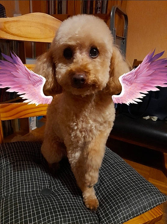 Icare participe au concours pour gagner de l'argent avec cette photo : canidae, carnivore, chair, companion_dog, dog, dog_breed, dog_collar, fawn, firefighter, fur, labradoodle, poodle, puppy_love, snout, sporting_group, standard_poodle, terrier, toy_dog, water_dog, working_animal