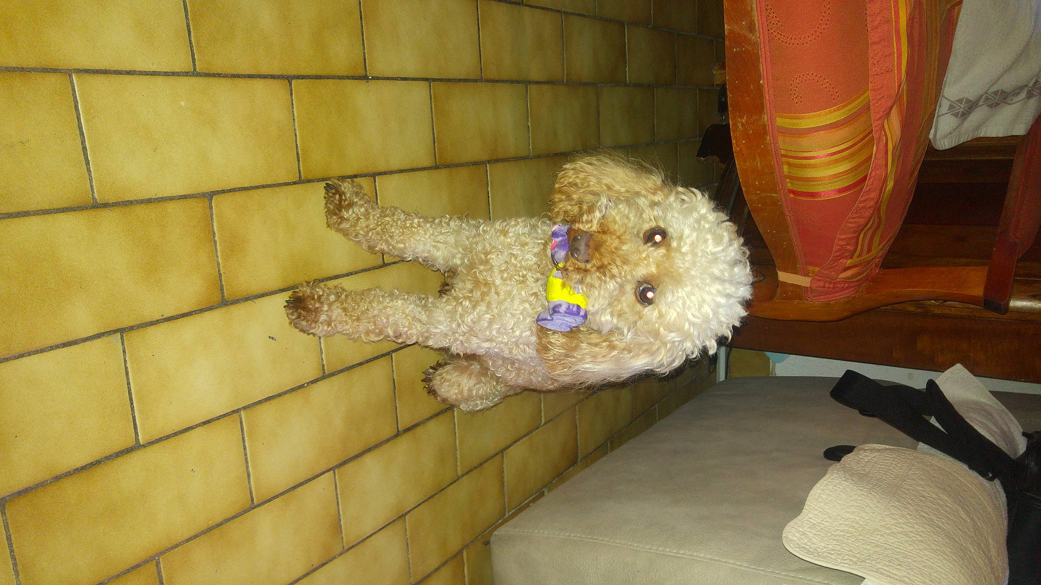 Icare a rejoint le concours — aidez-le/la à gagner de superbes lots ! carnivore, chair, cockapoo, companion_dog, dog, dog_breed, flooring, fur, goldendoodle, labradoodle, plush, poodle, room, sporting_group, standard_poodle, stuffed_toy, terrier, toy, toy_dog, wood