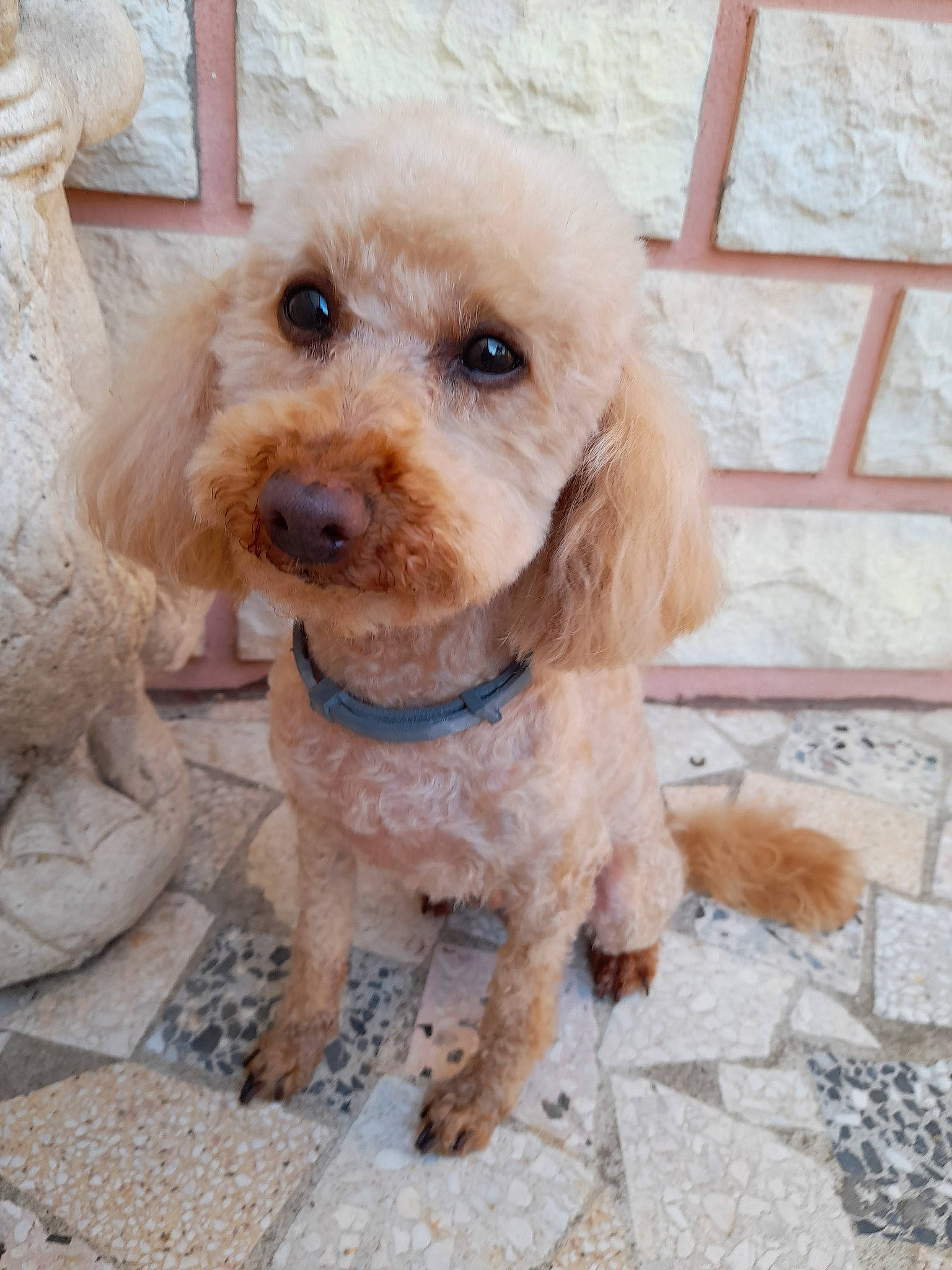 Icare participe au concours pour gagner de l'argent avec cette photo : canidae, carnivore, circle, collar, companion_dog, dog, dog_breed, dog_collar, dog_supply, fur, labradoodle, liver, non_sporting_group, poodle, snout, sporting_group, terrier, toy_dog, water_dog, working_animal