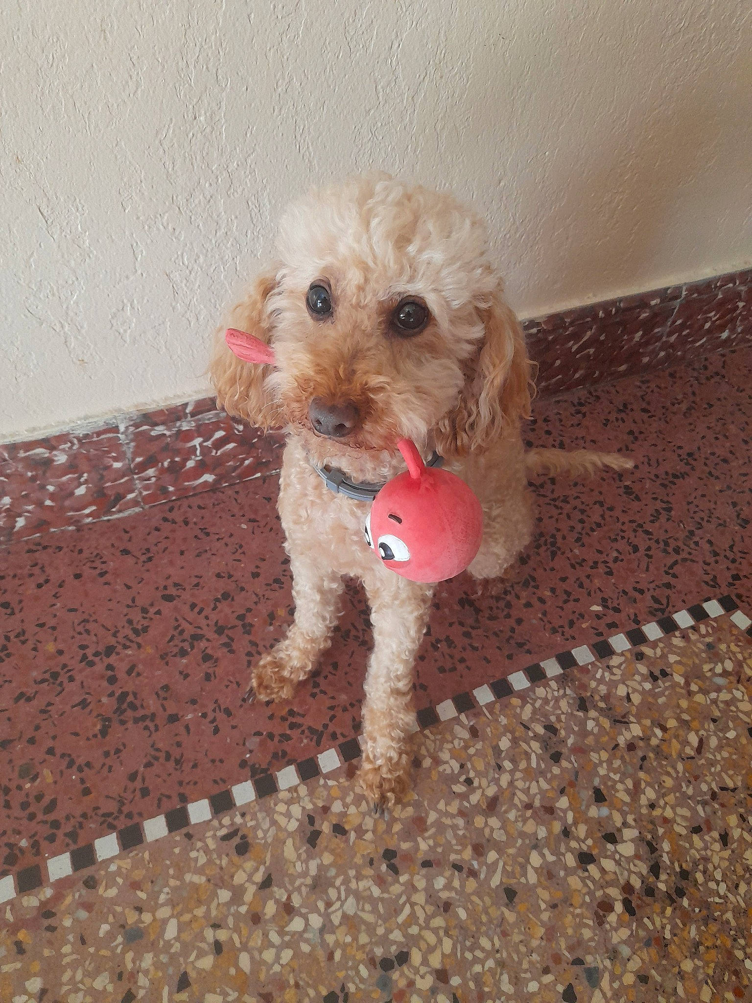 Icare participe au concours pour gagner de l'argent avec cette photo : canidae, carnivore, companion_dog, dog, dog_breed, dog_clothes, dog_supply, fawn, flooring, pet_supply, poodle, puppy_love, shih_poo, snout, sporting_group, stuffed_toy, terrier, toy, toy_dog, working_animal