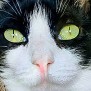 Nitty is registered to the contest to win money with this photo: cat, close_up, face, eyes, yellow_eyes, black_and_white, fur, whiskers, nose, pet, animal, portrait, cute, domestic_cat, feline, muzzle, pink_nose, expression, indoor, soft_light