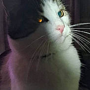 Molly participe au concours pour gagner de l'argent avec cette photo : cat, close_up, whiskers, portrait, animal, pet, feline, indoor, night, shadow, curious, ears, fur, nose, eyes, mystery, dark, contrast, domestic_cat, face