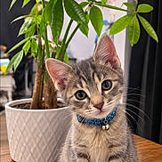 Khaleesi joined the competition — help win amazing prizes! cat, kitten, tabby, pet, animal, collar, bell, blue_collar, sitting, portrait, indoors, houseplant, money_tree, potted_plant, wooden_table, green_leaves, whiskers, ears, fur, cute