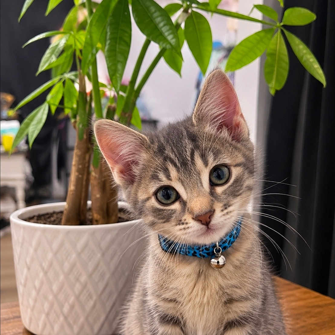 Khaleesi