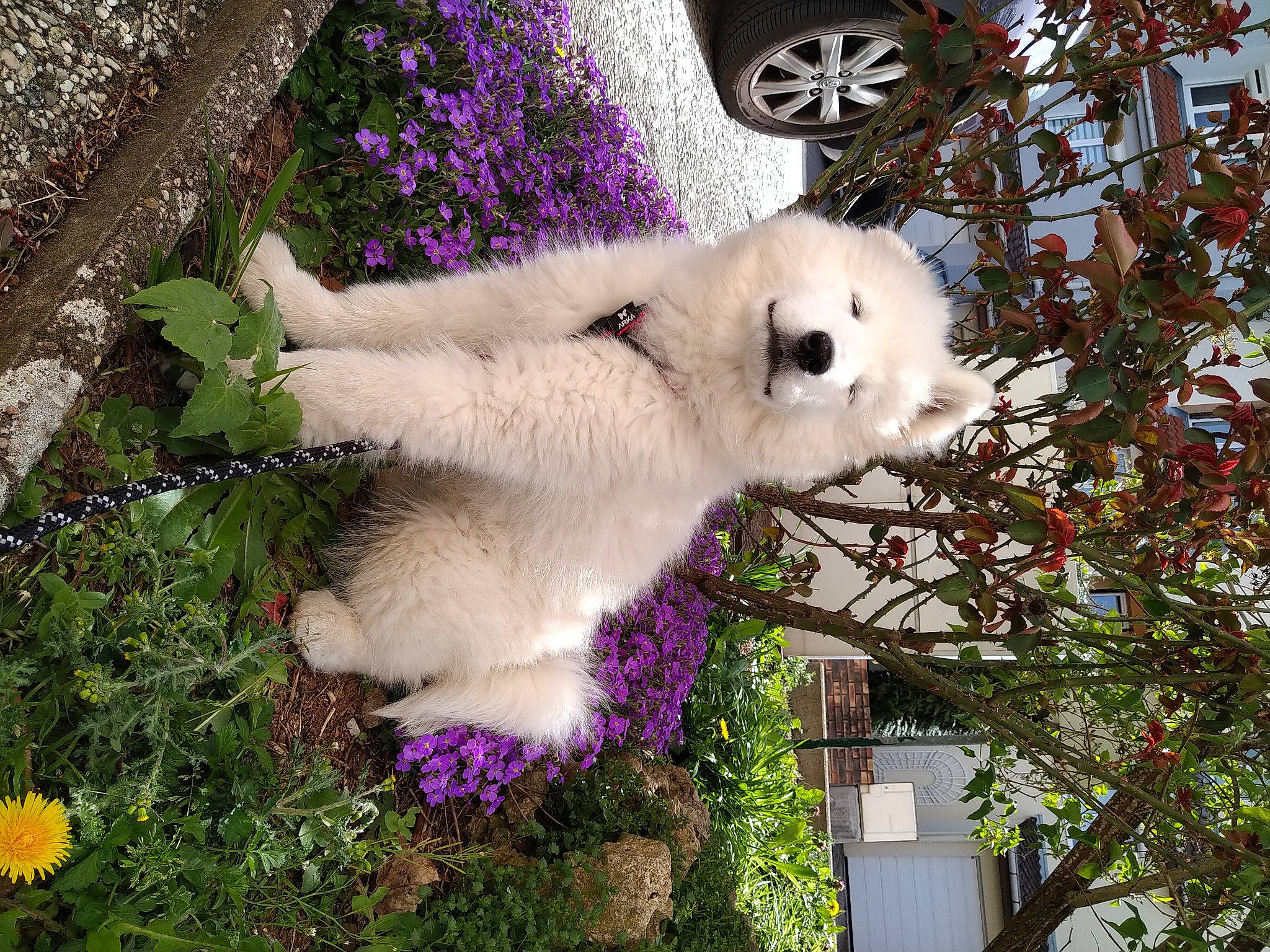 Everest a rejoint le concours — aidez-le/la à gagner de superbes lots ! art, botany, carnivore, companion_dog, dog, dog_breed, fawn, flower, fur, grass, green, pink, plant, purple, shrub, spring, tail, tree, twig, window