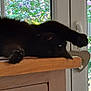 cat, black_cat, stretching, wooden_surface, window, flowers, greenery, indoor, relaxing, pet, paw, nature_view, daylight, furniture, home, resting, animal, cozy, tree, heart_shaped_decoration