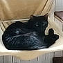 Moka participe au concours pour gagner de l'argent avec cette photo : cat, black_cat, pet, indoor, feline, resting, sleeping, hammock, perch, cozy, fur, animal, side_eye, looking, relaxing, home, shelf, wall, cute, domestic_cat