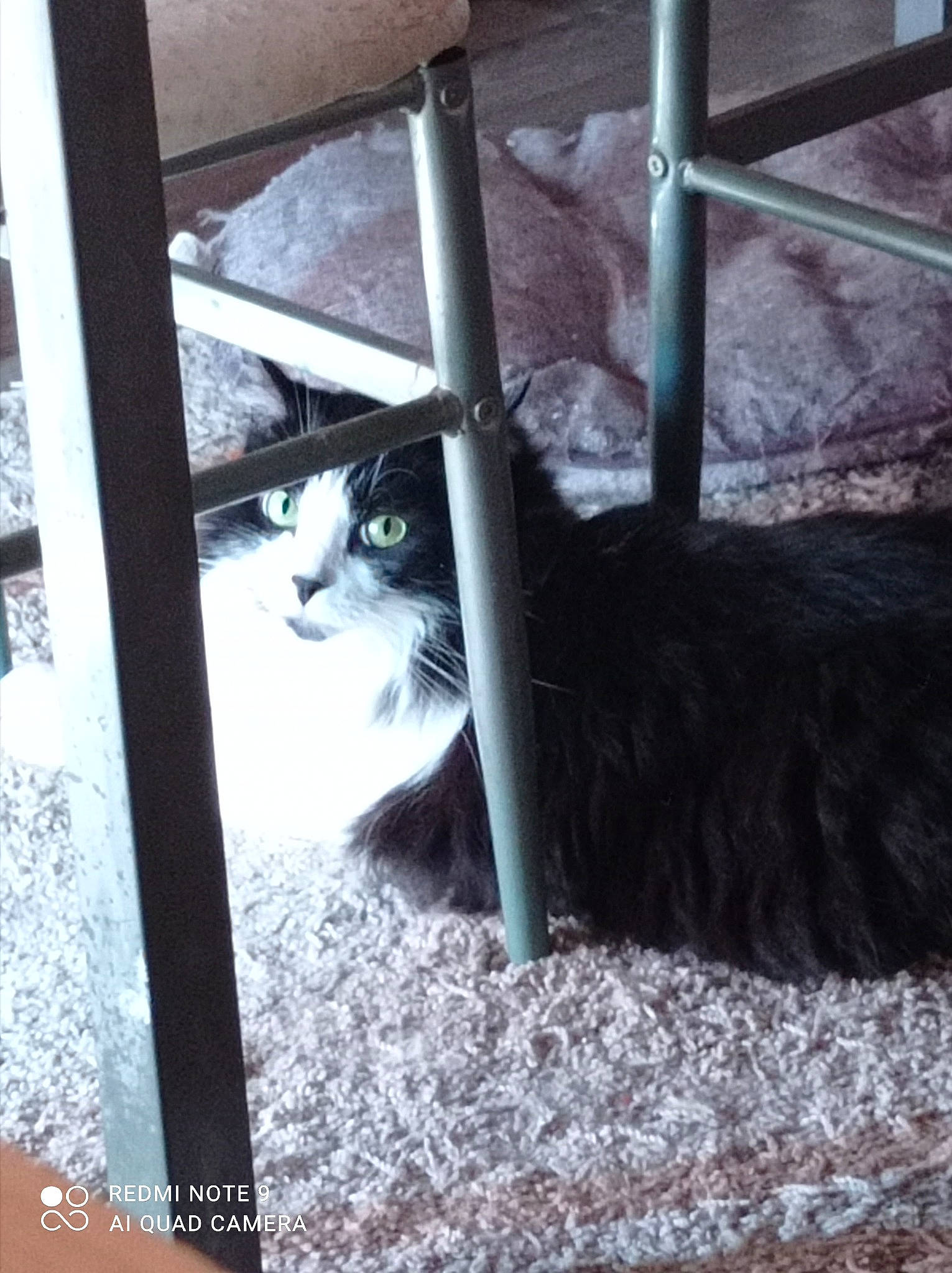 Pixou participe au concours pour gagner de l'argent avec cette photo : animal_shelter, cage, carnivore, cat, cat_supply, domestic_short_haired_cat, felidae, fence, flooring, fur, monochrome_photography, room, small_to_medium_sized_cats, snout, tail, tints_and_shades, whiskers, window, winter, wood