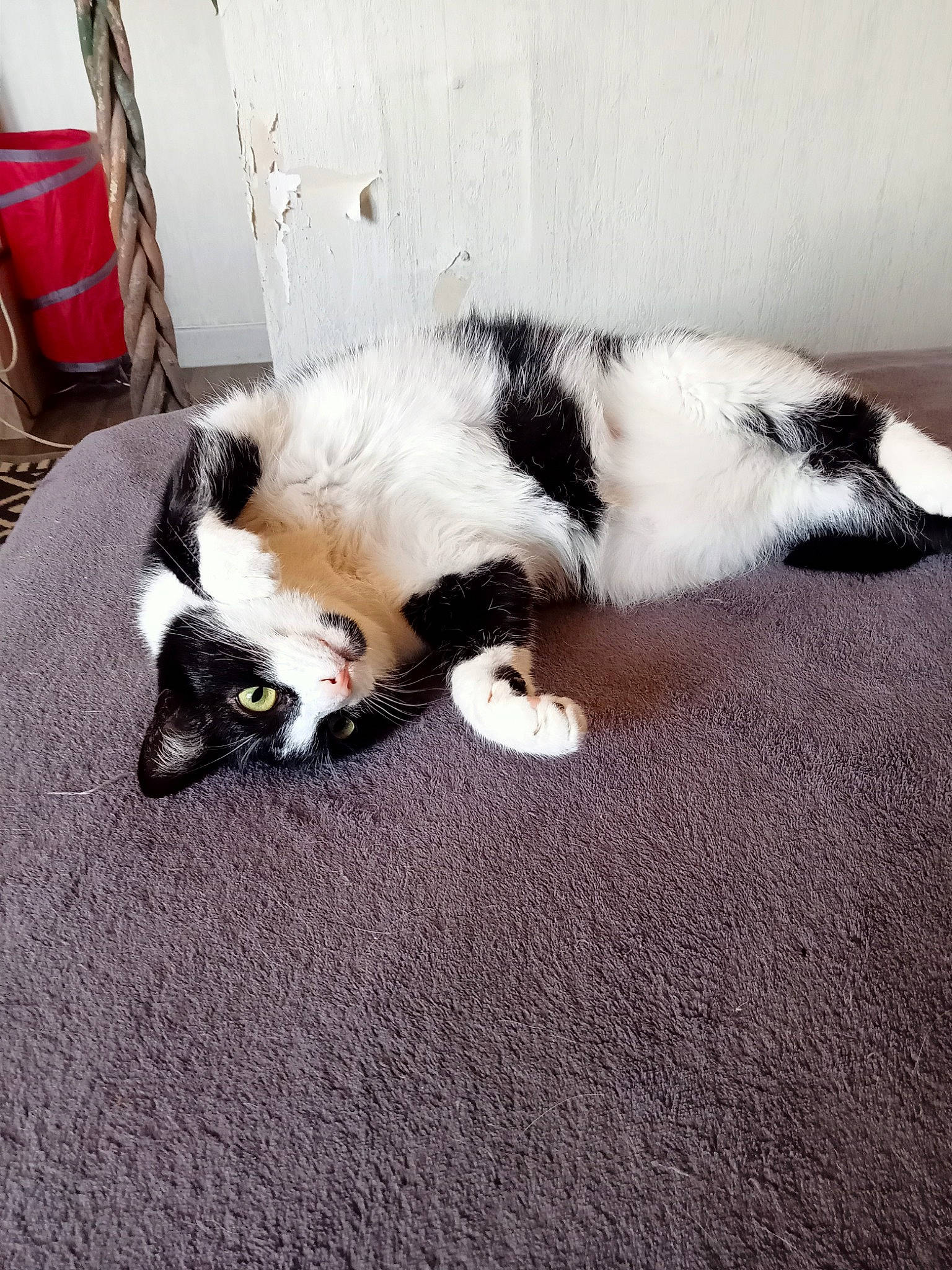 Poupou a rejoint le concours — aidez-le/la à gagner de superbes lots ! canidae, carnivore, cat, chair, claw, comfort, companion_dog, dog_breed, felidae, floor, flooring, fur, hardwood, paw, small_to_medium_sized_cats, sporting_group, tail, whiskers, wood