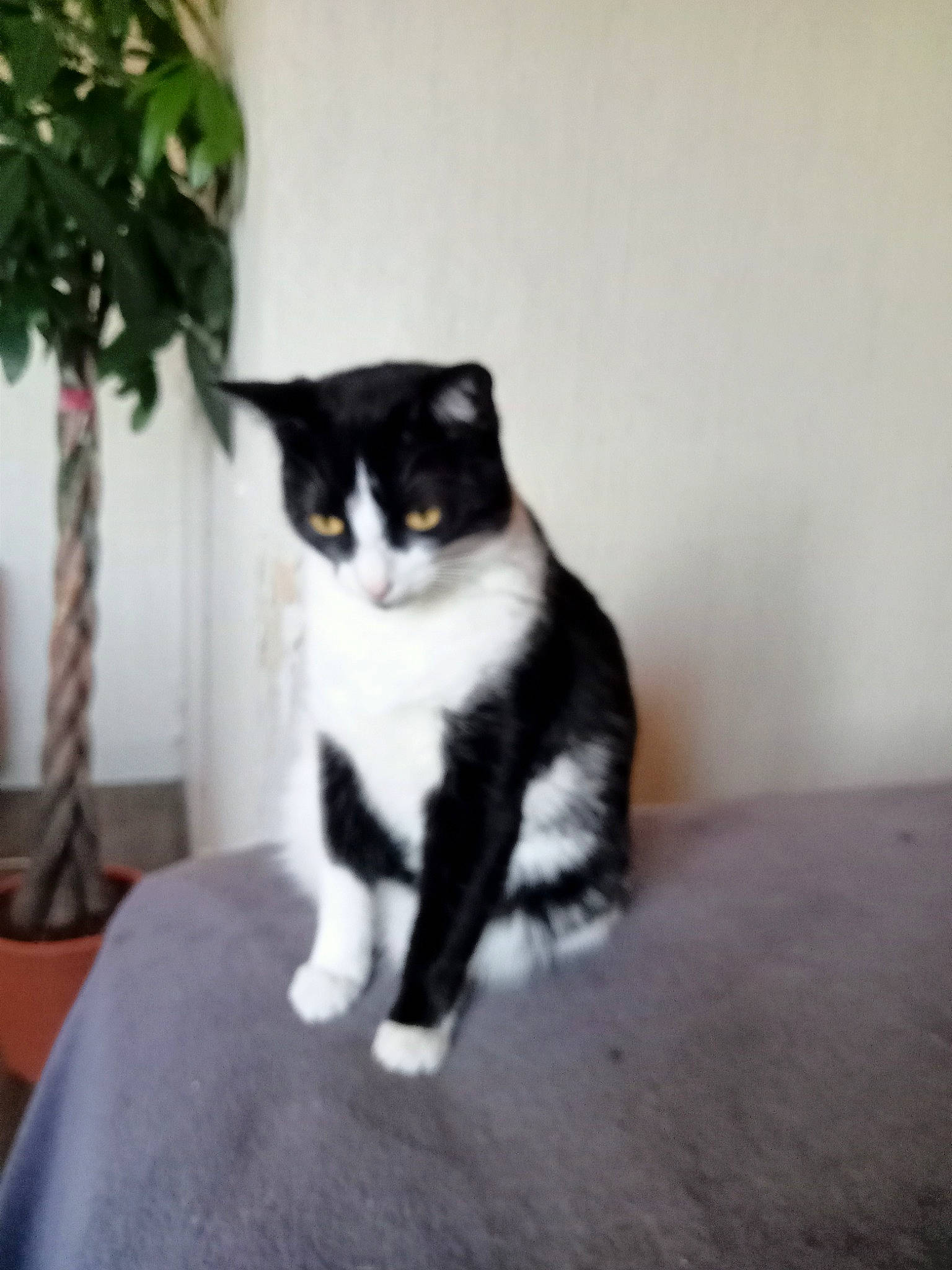 Poupou participe au concours pour gagner de l'argent avec cette photo : black_cat, carnivore, cat, comfort, domestic_short_haired_cat, eye, felidae, flowerpot, fur, grey, houseplant, plant, room, small_to_medium_sized_cats, snout, stairs, tail, whiskers, window, wood