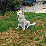 Umelle a rejoint le concours — aidez-le/la à gagner de superbes lots ! dog, white_dog, grass, yard, garden_tools, plants, pavement, outdoor, sitting, pet, backyard, calm, leafy_plants, hose, wheelbarrow, tarp, chair, container, relaxed, daylight