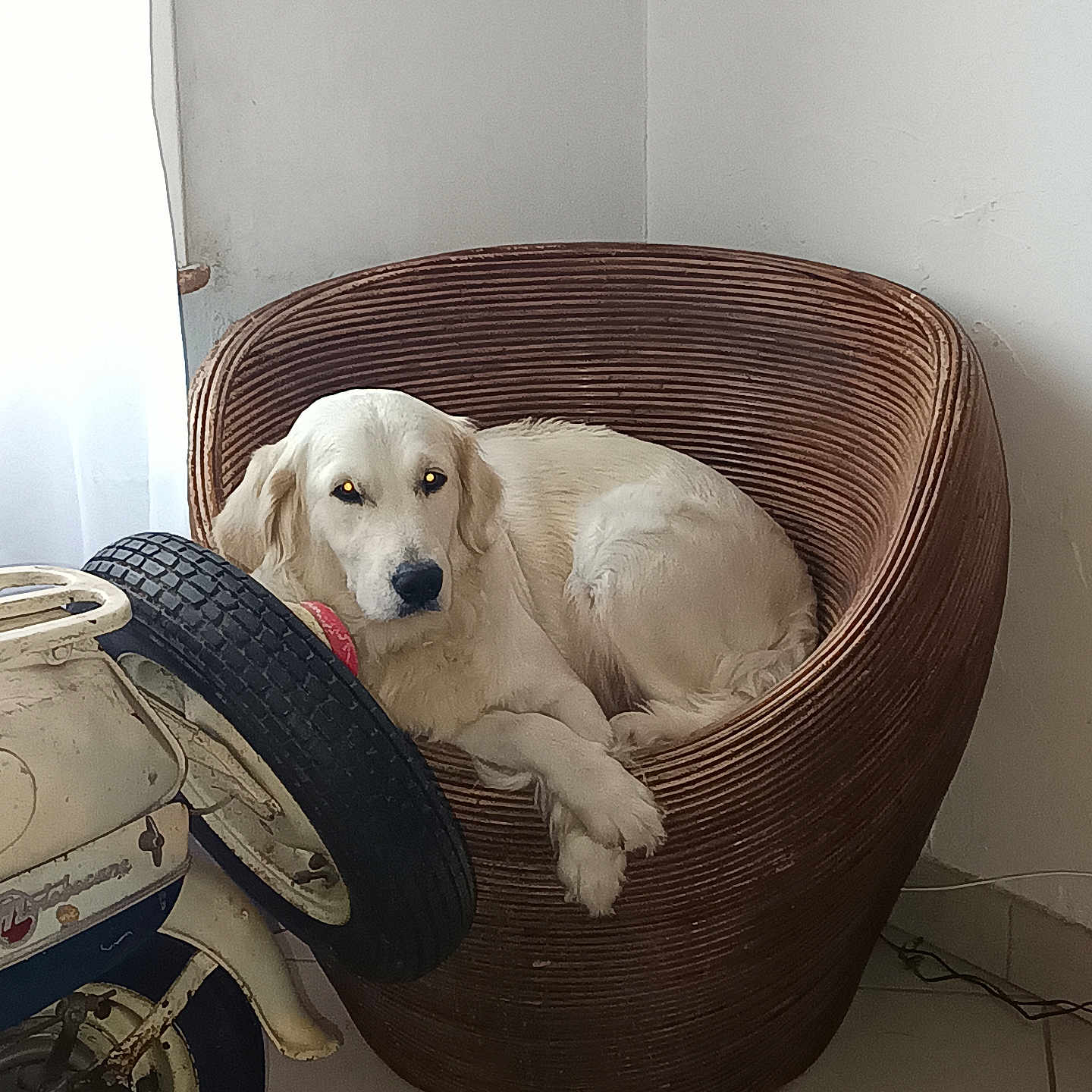 Umelle a rejoint le concours — aidez-le/la à gagner de superbes lots ! dog, white_dog, basket_chair, woven_chair, indoor, vintage_motorbike, spare_tire, floor_tile, wall, calm, pet, resting, cozy, quiet, nostalgic, animal, furniture, relaxing, domestic, companion
