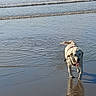 dog, golden_retriever, beach, ocean, water, waves, reflection, wet_sand, animal, pet, canine, outdoor, sunlight, playful, tongue_out, happy, nature, summer, shore, walking
