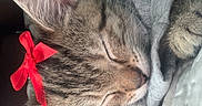 Queen Dracco joined the competition — help win amazing prizes! cat, tabby, sleeping, bow, red_bow, ear, blanket, gray_shirt, cozy, cute, pet, feline, whiskers, fur, indoor, resting, close_up, soft_texture, nap, domestic_animal