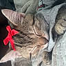 cat, tabby, sleeping, bow, red_bow, ear, blanket, gray_shirt, cozy, cute, pet, feline, whiskers, fur, indoor, resting, close_up, soft_texture, nap, domestic_animal