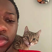 Queen Dracco joined the competition — help win amazing prizes! man, cat, shoulder, red_shirt, indoor, portrait, face, tabby_cat, pets, video_call, glasses, curious, closeup, technology, communication, young_adult, brown_skin, short_hair, expression, casual