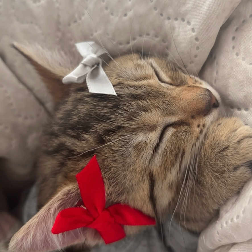 Queen Dracco joined the competition — help win amazing prizes! kitten, sleeping, tabby_cat, bow, red_bow, white_bow, blanket, cozy, cute, pet, fur, whiskers, ears, nap, resting, soft_texture, closeup, indoor, adorable, animal