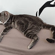 Hendrix a rejoint le concours — aidez-le/la à gagner de superbes lots ! animal, cat, couch, ears, eyes, feline, furniture, gray_cat, home, indoor, minimalist, paws, pet, relaxed, resting, sofa, tabby, tail, wall_art, whiskers