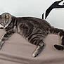 animal, cat, couch, ears, eyes, feline, furniture, gray_cat, home, indoor, minimalist, paws, pet, relaxed, resting, sofa, tabby, tail, wall_art, whiskers