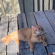 Huntur is registered to the contest to win money with this photo: animal, cat, collar, curious, daylight, feline, fluffy, fur, looking_up, orange_cat, outdoor, pet, planks, relaxed, resting, shadow, sunlight, tags, texture, wooden_planks