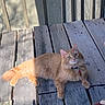 animal, cat, collar, curious, daylight, feline, fluffy, fur, looking_up, orange_cat, outdoor, pet, planks, relaxed, resting, shadow, sunlight, tags, texture, wooden_planks