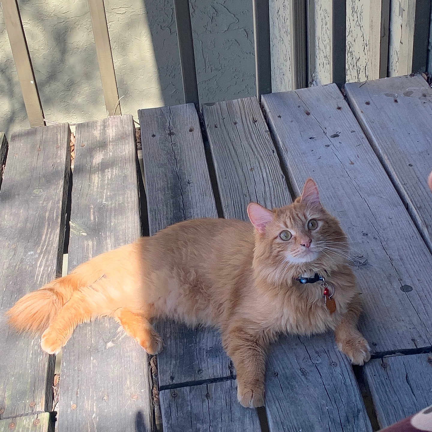 Huntur is registered to the contest to win money with this photo: animal, cat, collar, curious, daylight, feline, fluffy, fur, looking_up, orange_cat, outdoor, pet, planks, relaxed, resting, shadow, sunlight, tags, texture, wooden_planks